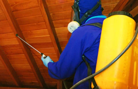 Colônia de cupins sendo identificada para tratamento