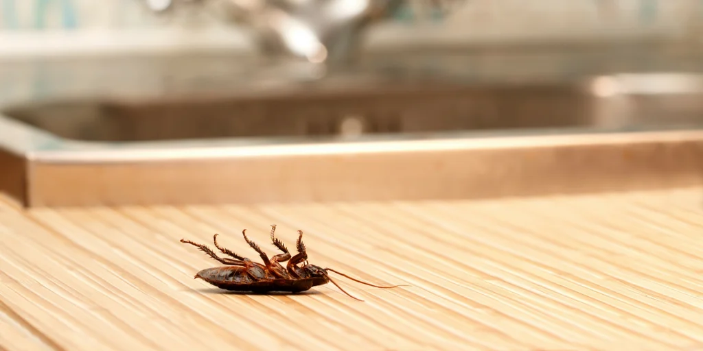 Tratamento localizado para eliminação de pragas urbanas