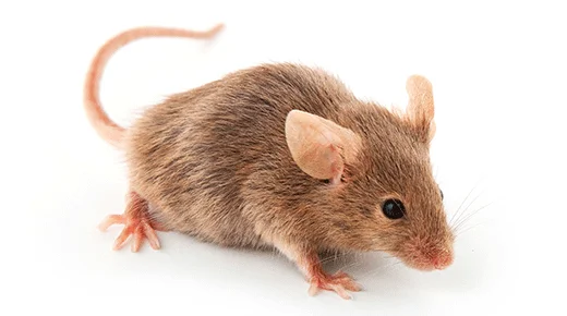 Armadilhas de alta eficiência para controle de ratos